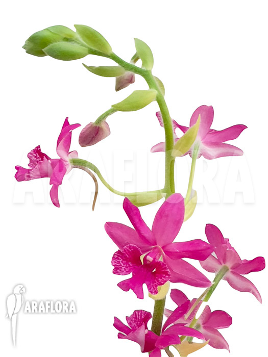 Calanthe unknown