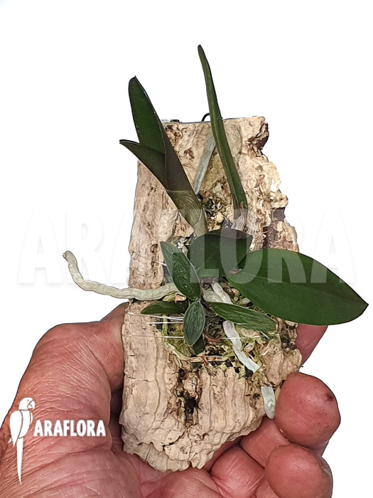 Cattleya schilleriana