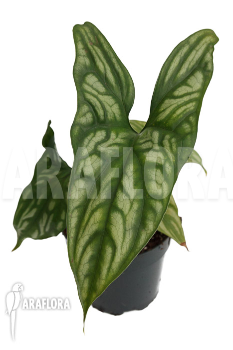 Cercestis mirabilis