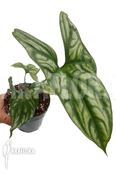 Cercestis mirabilis