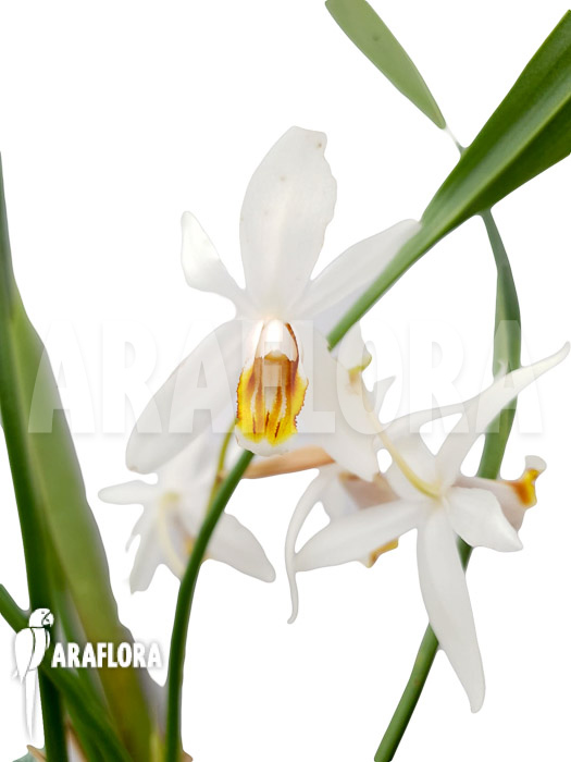Coelogyne huttneriana