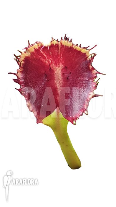 Dionaea muscipula ‚Avatar‘