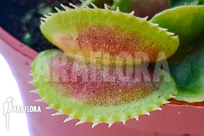 Dionaea muscipula ‚One and only 02‘