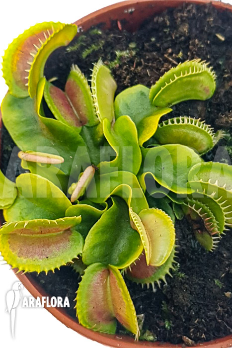 Dionaea muscipula ‚One and only 02‘