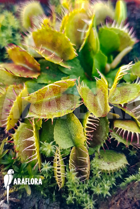 Dionaea muscipula ‚One and only 03‘