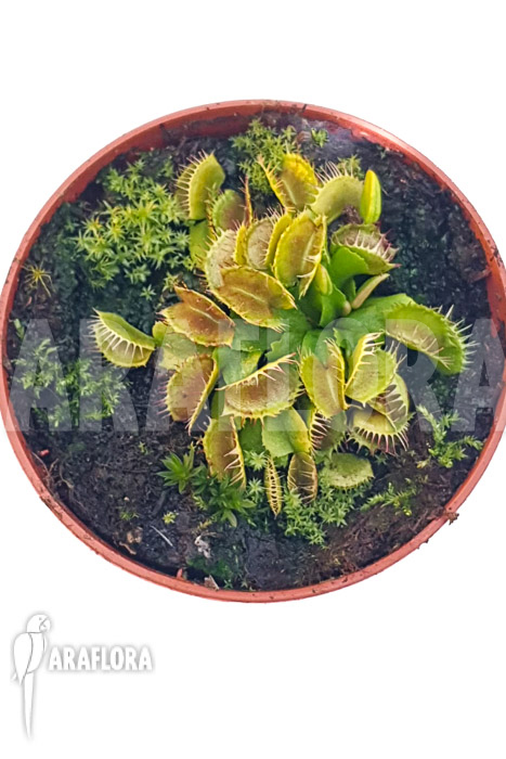 Dionaea muscipula ‚One and only 03‘