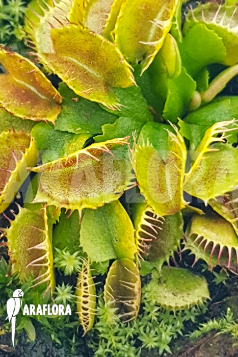 Dionaea muscipula ‚One and only 03‘