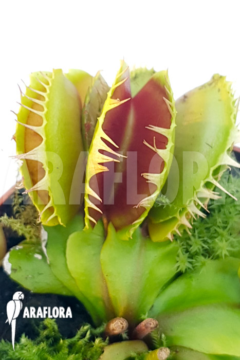 Dionaea muscipula ‚One and only 04‘