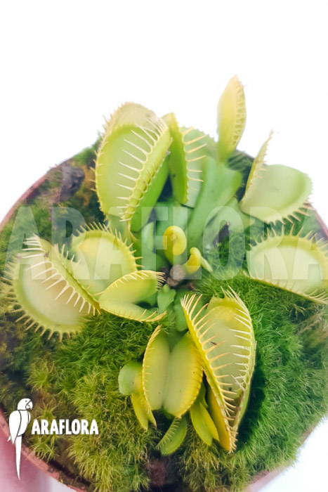 Dionaea muscipula ‚One and only 06‘