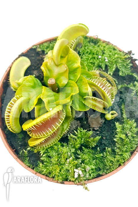 Dionaea muscipula ‚One and only 07‘