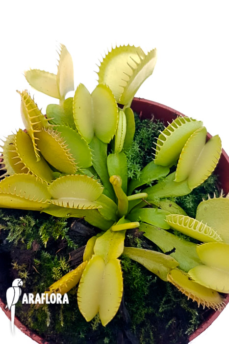 Dionaea muscipula ‚One and only 09‘