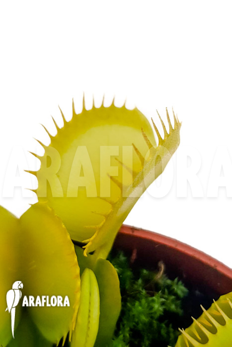 Dionaea muscipula ‚One and only 09‘