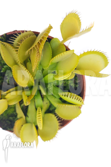 Dionaea muscipula ‚One and only 09‘