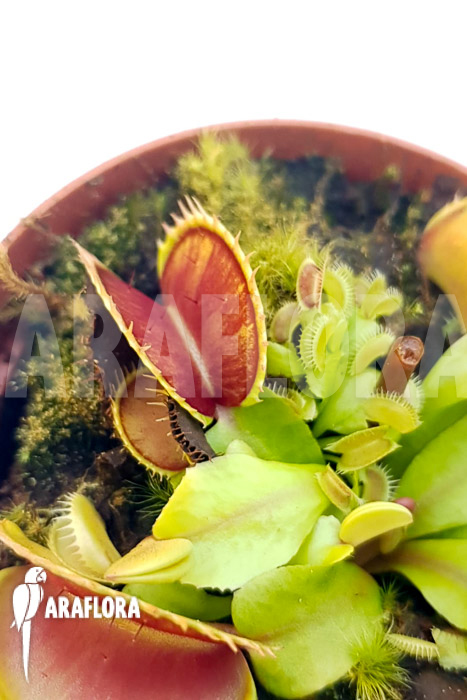 Dionaea muscipula ‚One and only 11‘