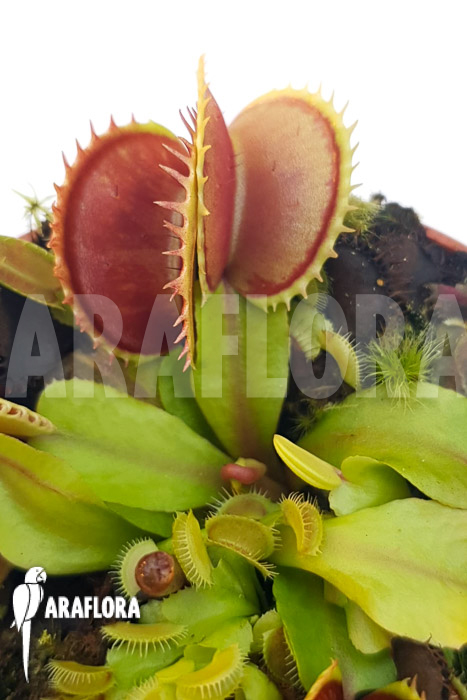 Dionaea muscipula ‚One and only 11‘