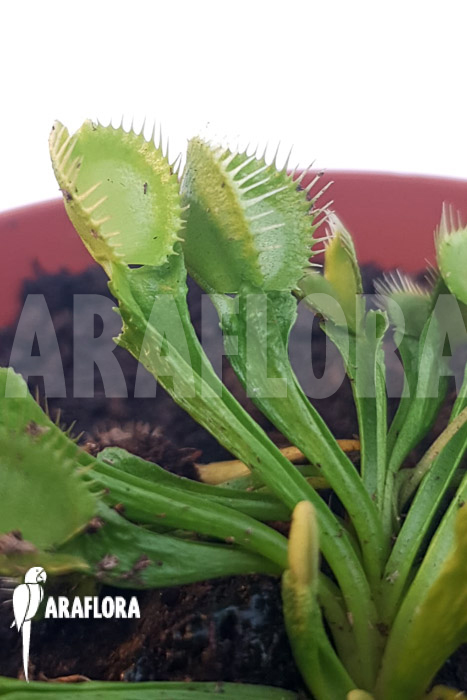 Dionaea muscipula ‚One and only 12‘