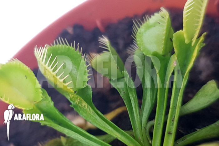 Dionaea muscipula ‚One and only 12‘