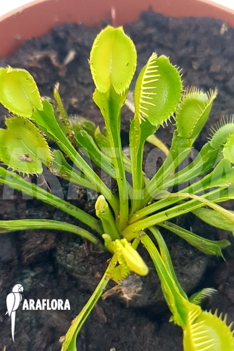 Dionaea muscipula ‚One and only 12‘