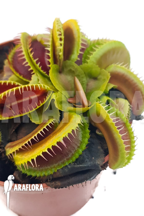 Dionaea muscipula ‚One and only 13‘