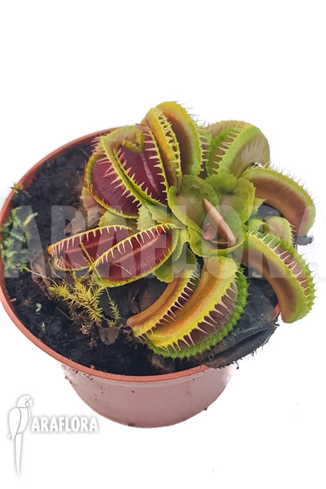 Dionaea muscipula ‚One and only 13‘