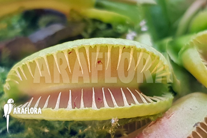 Dionaea muscipula ‚One and only 14‘