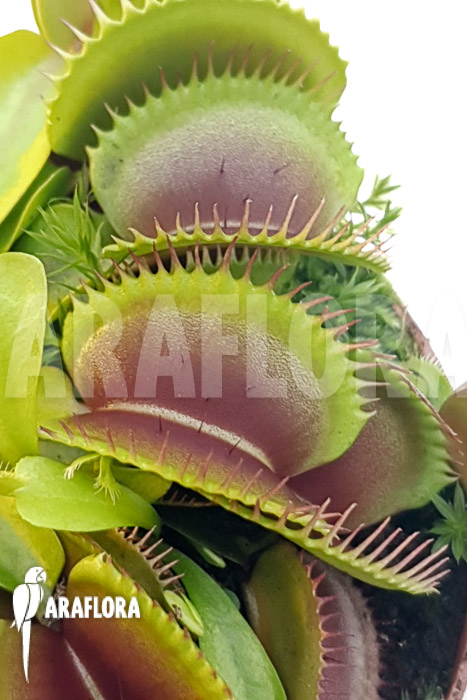 Dionaea muscipula ‚One and only 16‘