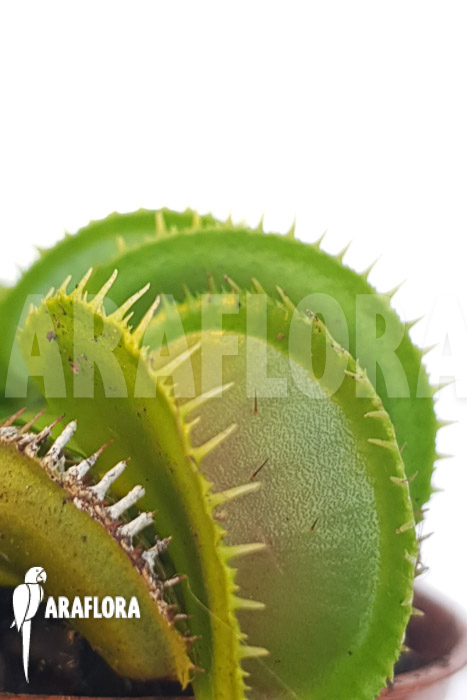 Dionaea muscipula ‚One and only 17‘