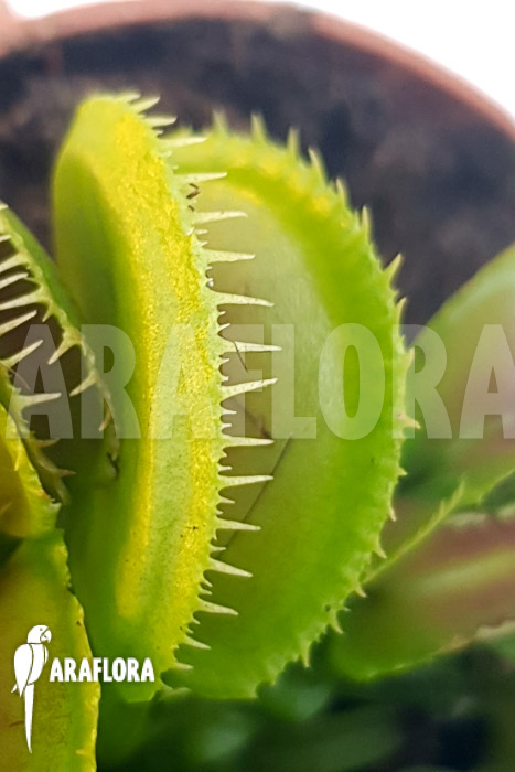 Dionaea muscipula ‚One and only 17‘