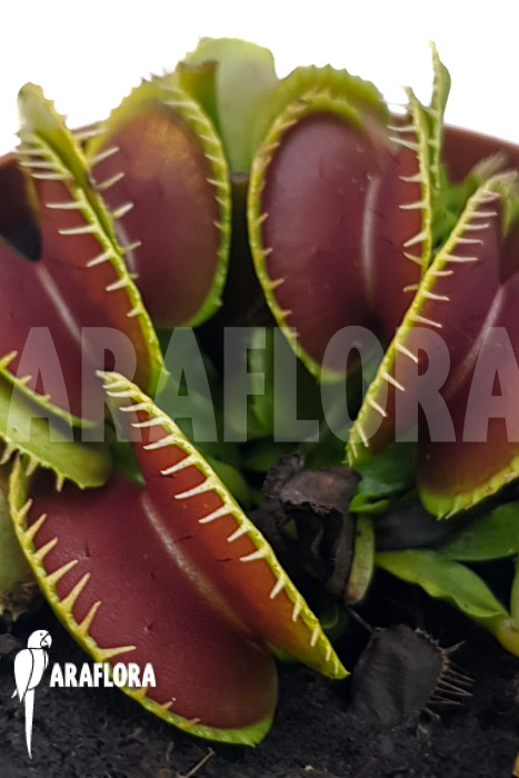 Dionaea muscipula ‚One and only 18‘
