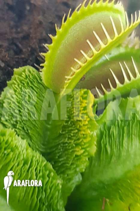 Dionaea muscipula ‚One and only 19‘
