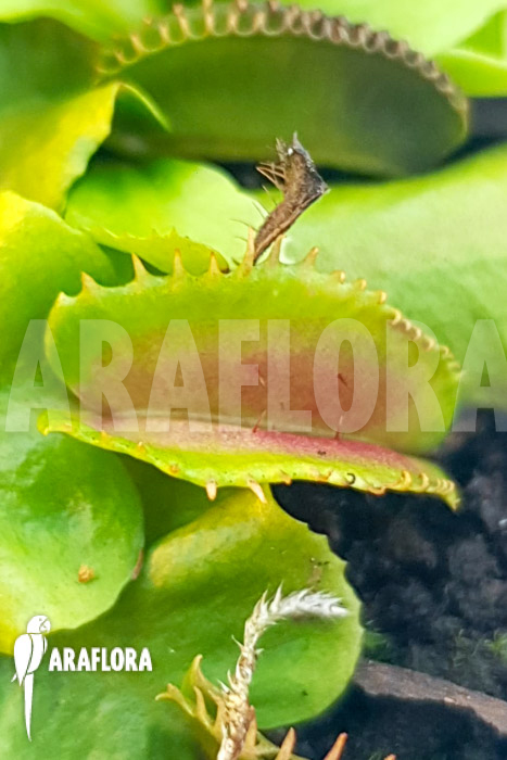 Dionaea muscipula ‚One and only 20‘