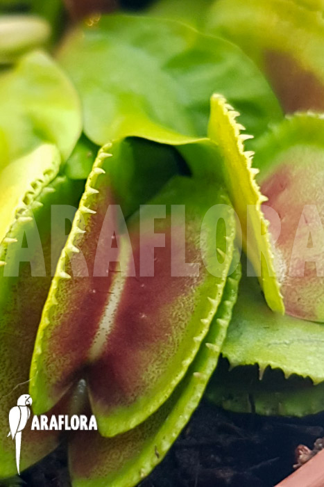 Dionaea muscipula ‚One and only 23‘