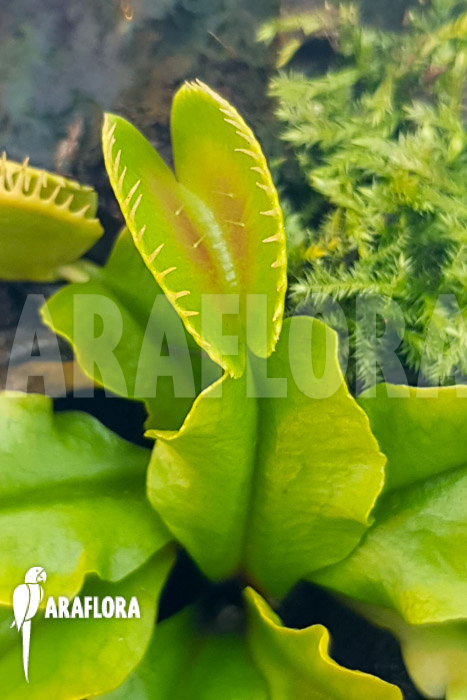 Dionaea muscipula ‚One and only 24‘