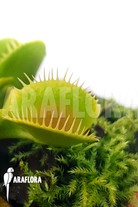 Dionaea muscipula ‚One and only 24‘