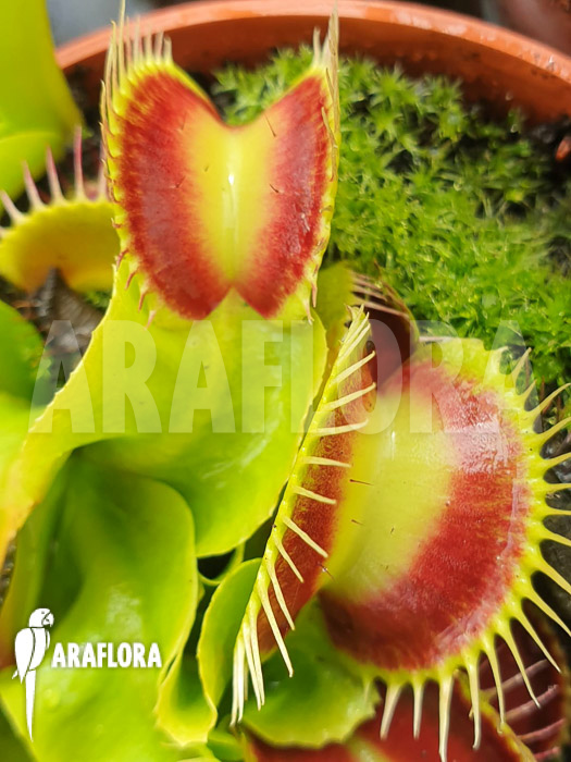 Dionaea muscipula ‚Spotlight‘