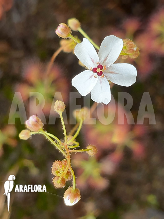 Drosera allantostigma