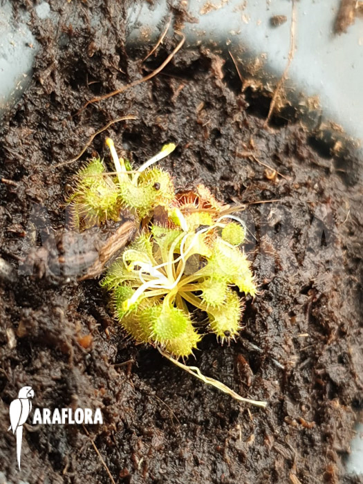 Drosera basifolia
