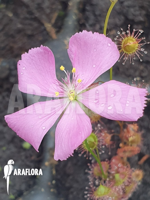 Drosera basifolia