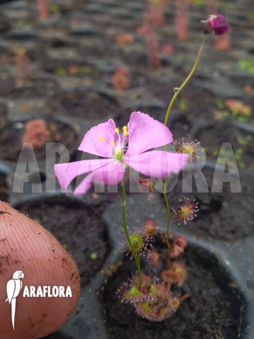 Drosera basifolia