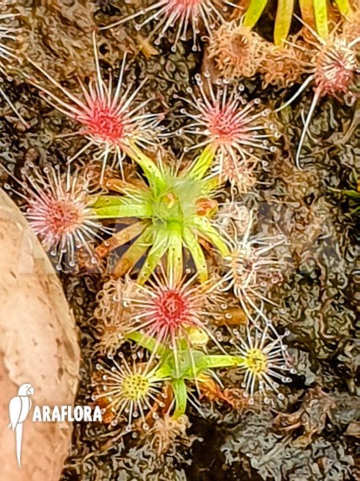 Drosera closterostigma