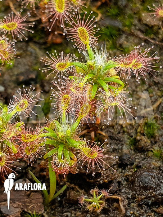 Drosera lasiantha