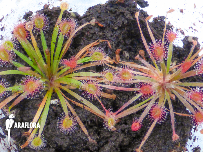 Drosera petiolaris ’starter‘