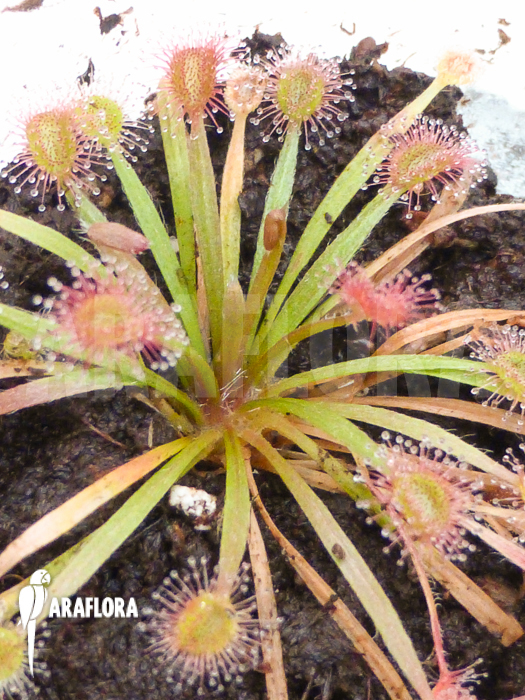 Drosera petiolaris ’starter‘