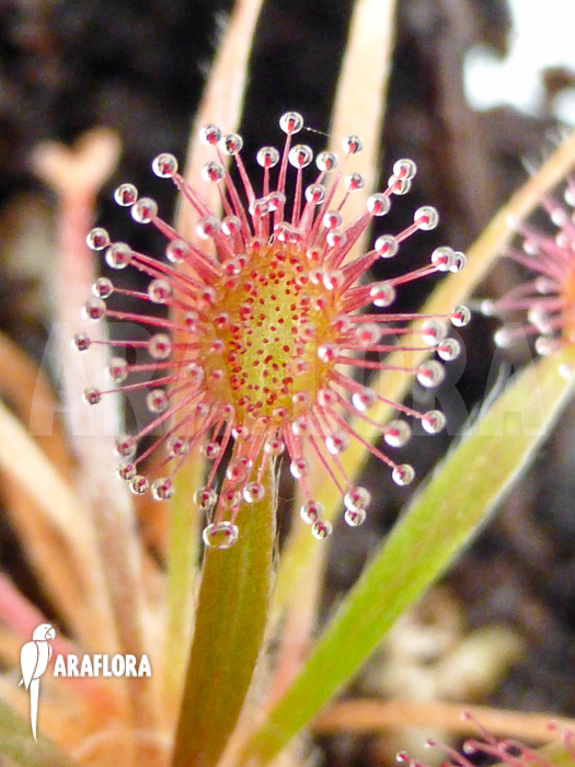 Drosera petiolaris ’starter‘
