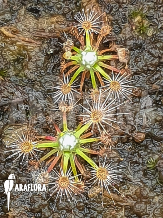 Drosera pycnoblasta