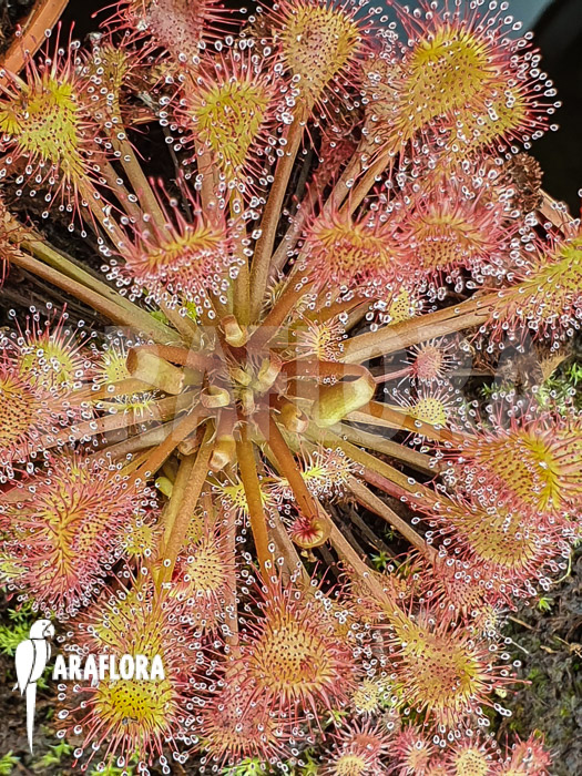 Drosera x beleziana