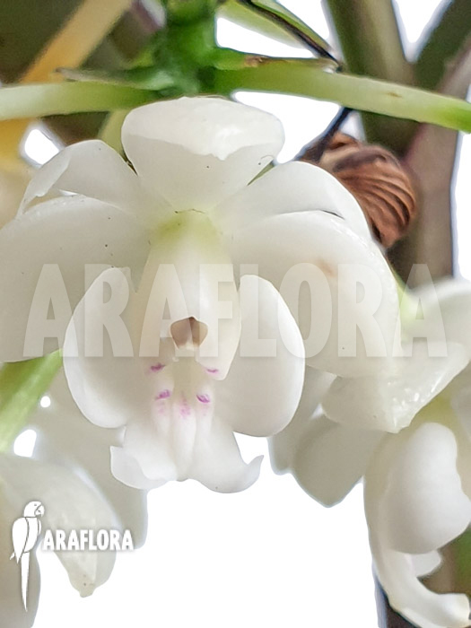 Epidendrum hugomedinae