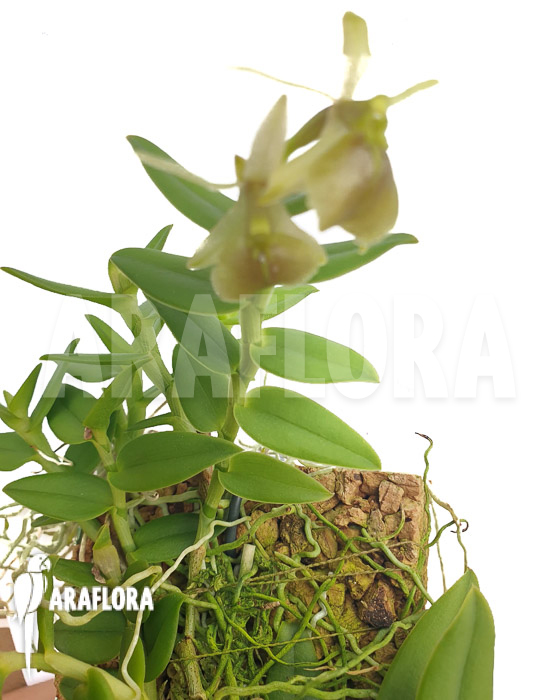 Epidendrum porpax ‚Alba‘