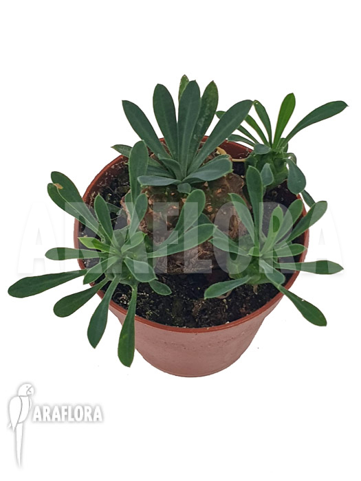 Euphorbia bupleurifolia ‚Starter‘