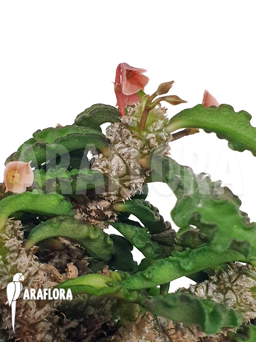 Euphorbia decaryi ‚L‘